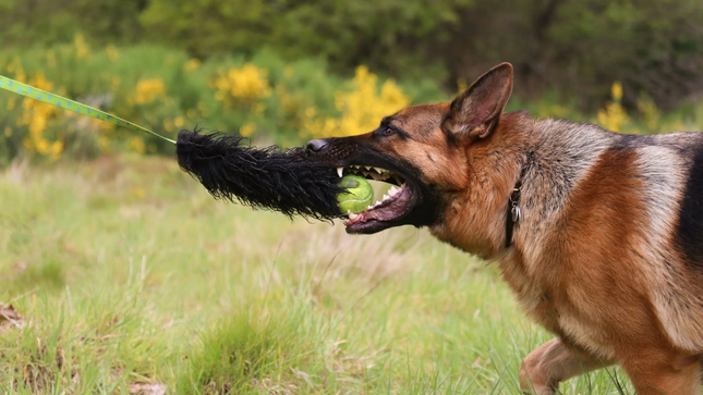 The best types of toys for dogs based on size or breed